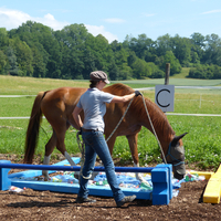 GEDULD BEIM REITEN – WARUM ES SICH LOHNT ZU WARTEN